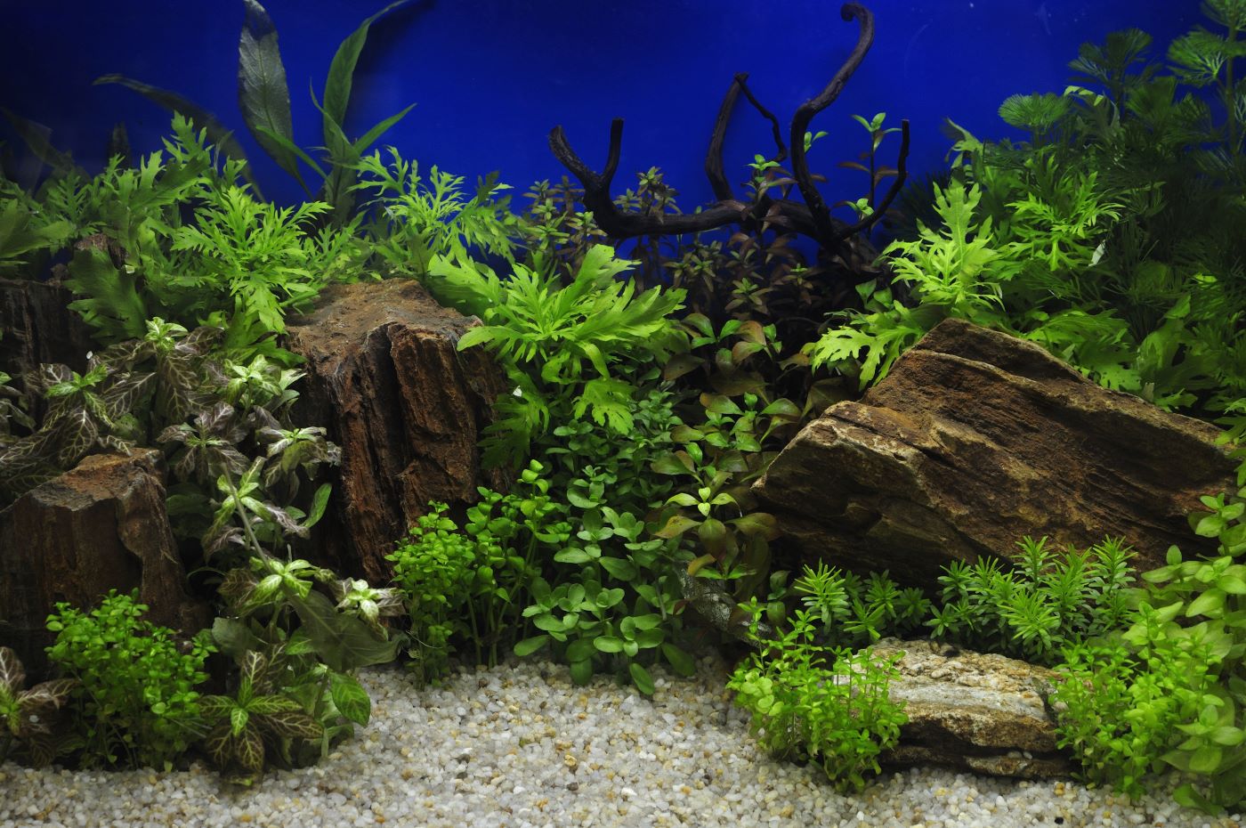 Piante in acquario
