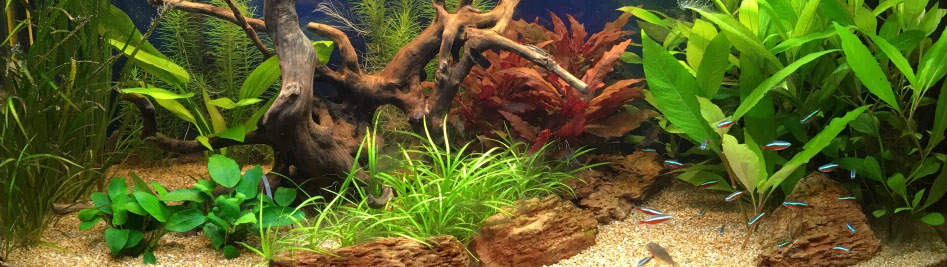 Acquario Nuovo