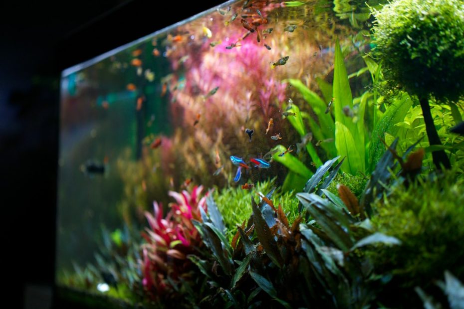 Acquario tropicale d’acqua dolce con pesci e piante, immagine di copertina per la guida al filtro