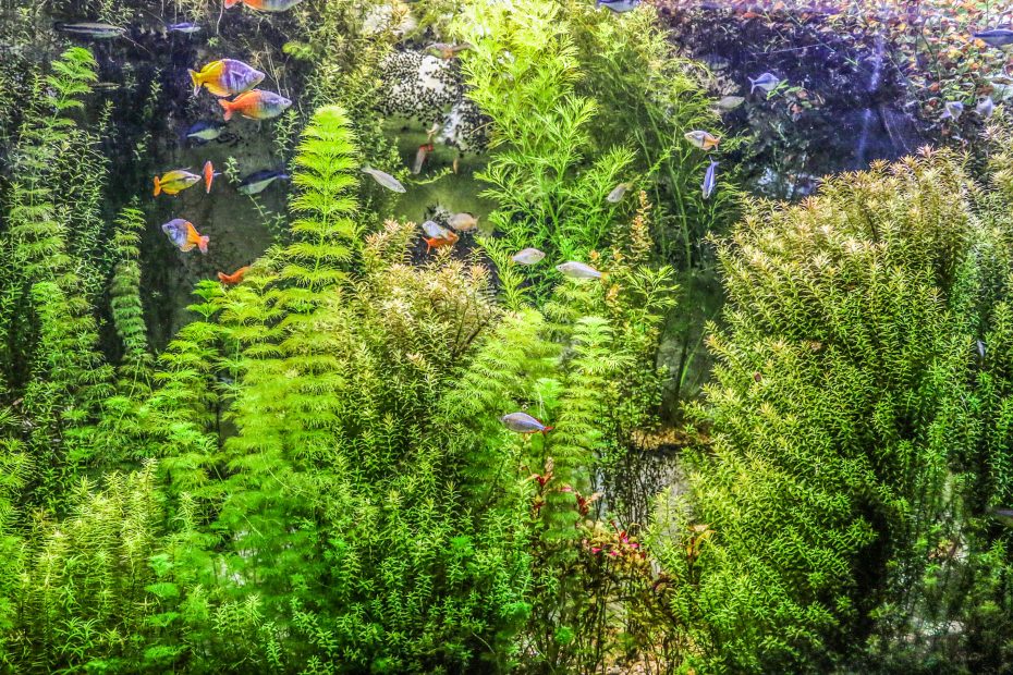 Acquario d'acqua dolce con piante verdi e fondo naturale