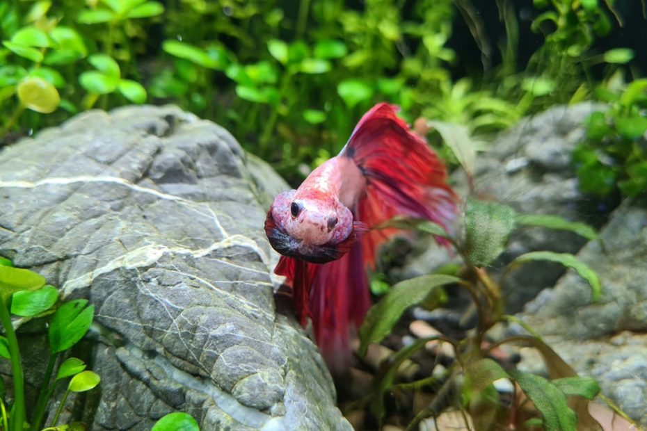 Betta maschio con pinne spiegate in acquario tropicale d'acqua dolce