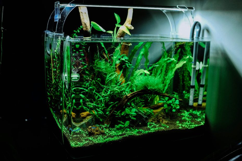 Acquario tropicale d’acqua dolce piantumato durante la manutenzione e il cambio d’acqua