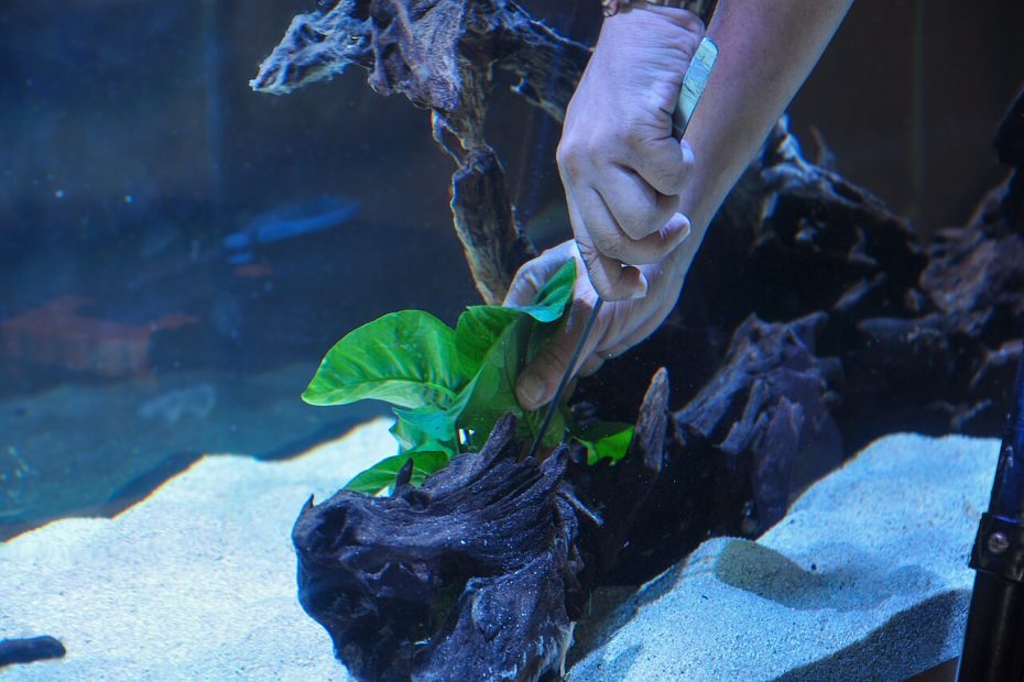 Acquariofilo che posiziona una Anubias su un legno sommerso, mantenendo il rizoma fuori dal fondo