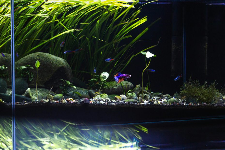 Acquario tropicale d’acqua dolce piantumato illuminato dall’alto