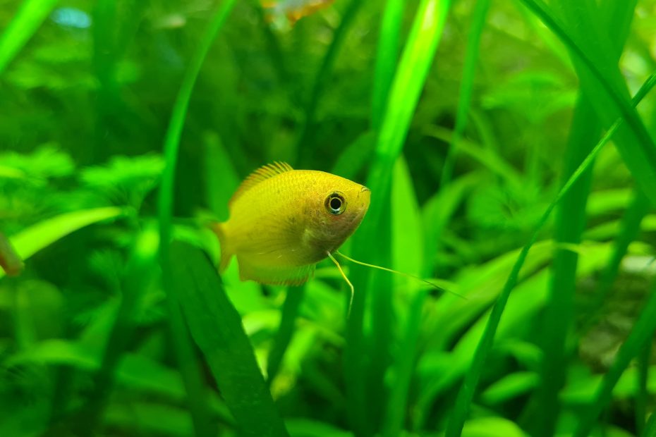 Pesce tropicale d’acqua dolce osservato in una vasca separata durante la quarantena